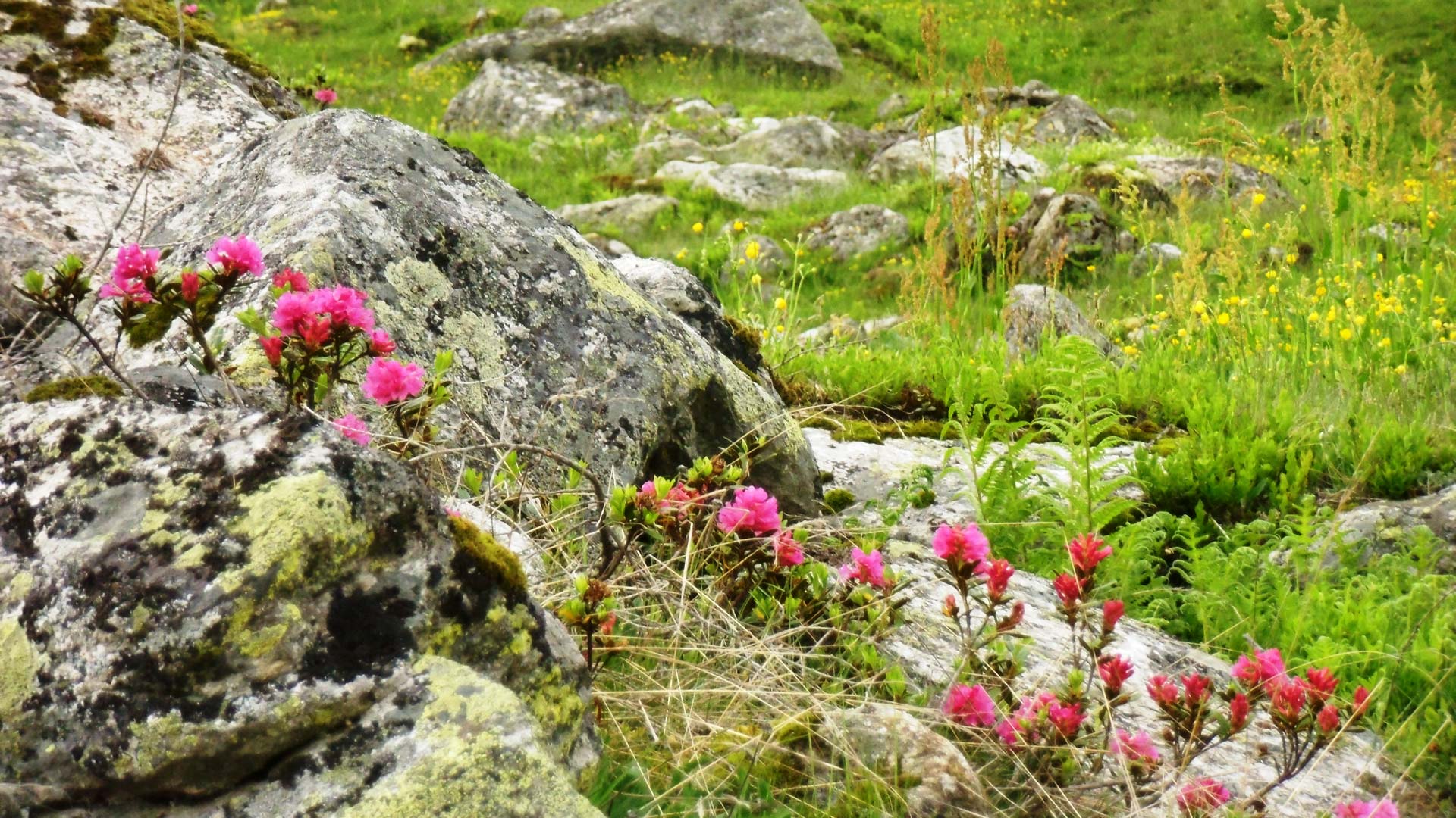 appartamenti Valle Aurina
